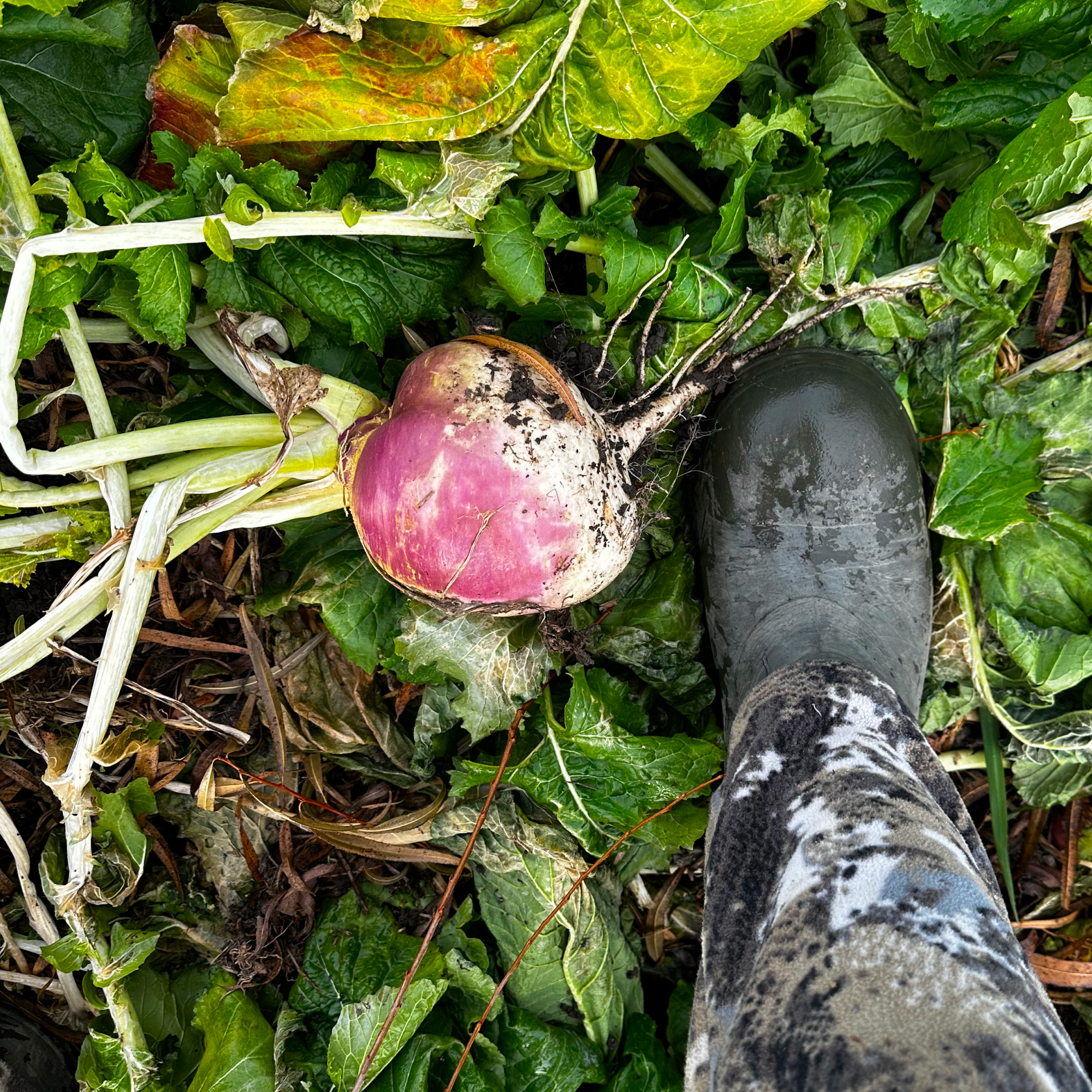 Brassicas