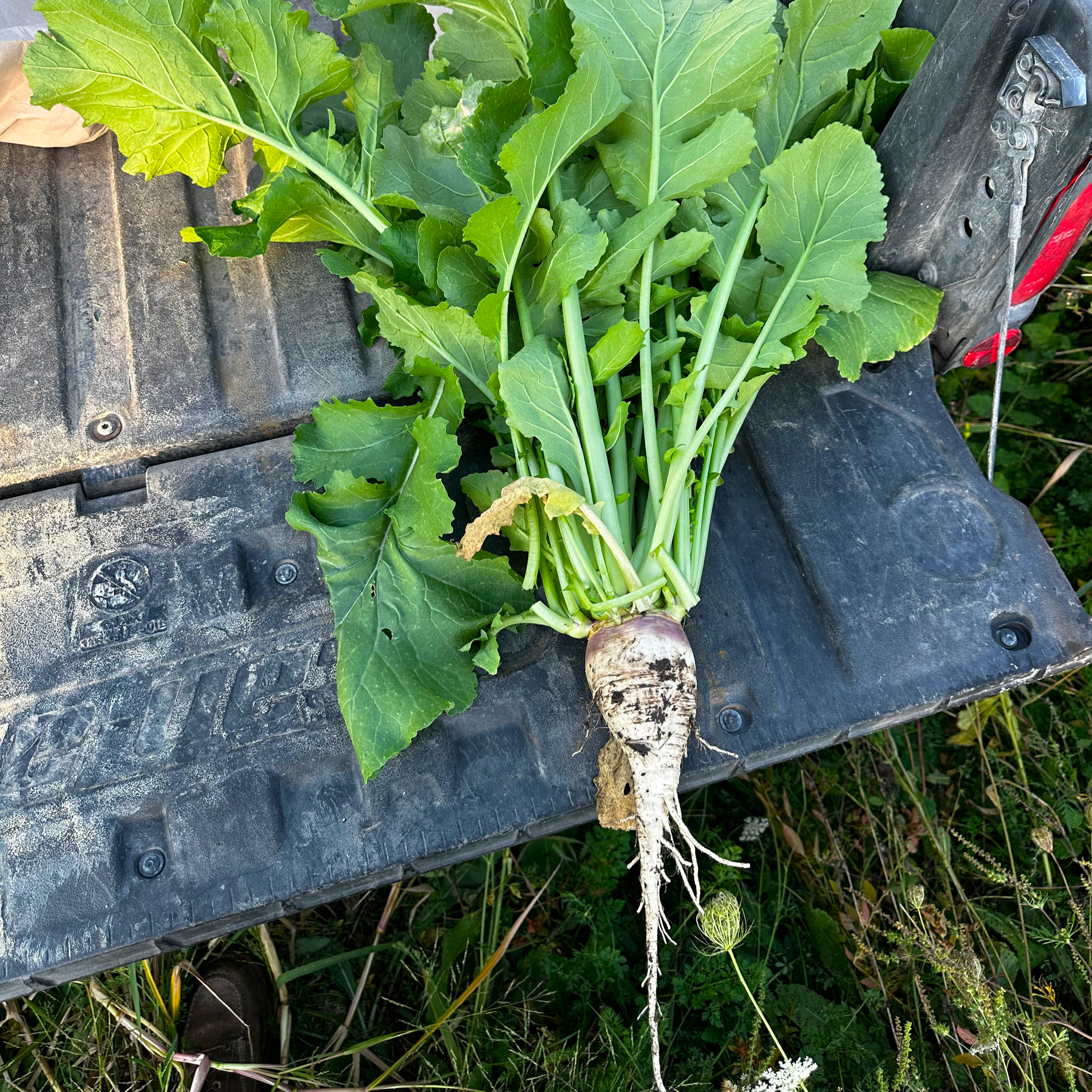 Turnips