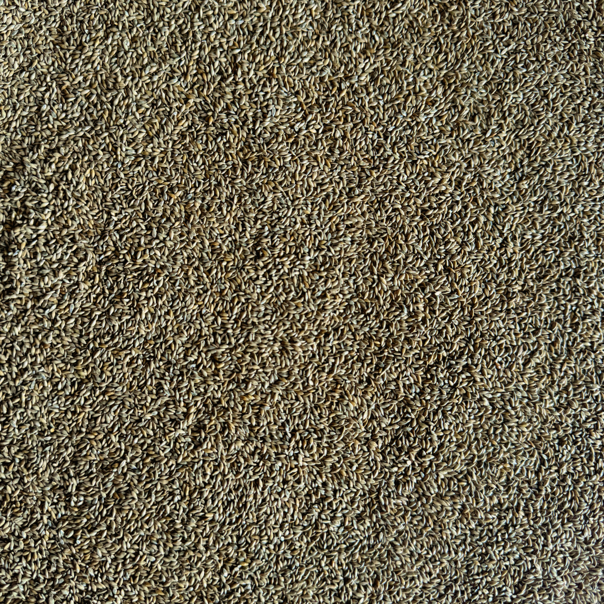 SwitchGrass